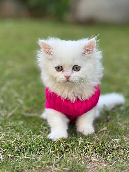 Persian cat / kitten / punch face / triple coat / cat for sale 5
