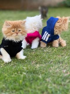 Persian cat / kitten / punch face / triple coat / cat for sale