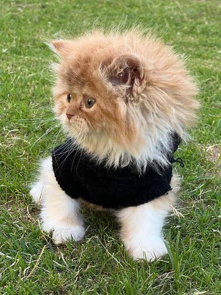Persian cat / kitten / punch face / triple coat / cat for sale 8