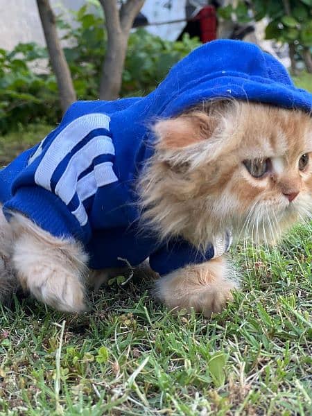 Persian cat / kitten / punch face / triple coat / cat for sale 9