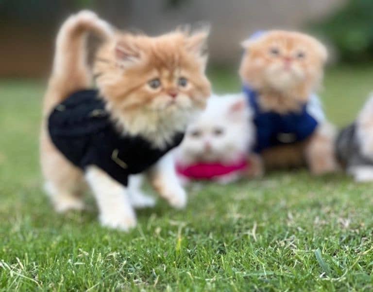Persian cat / kitten / punch face / triple coat / cat for sale 10