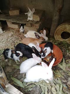 rabbit breeders and babies