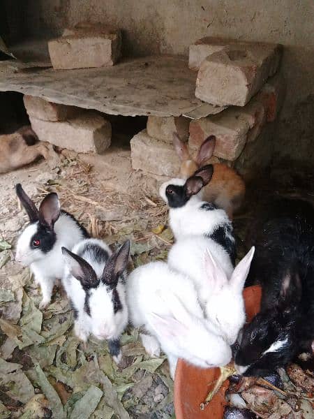 rabbit breeders and babies 2