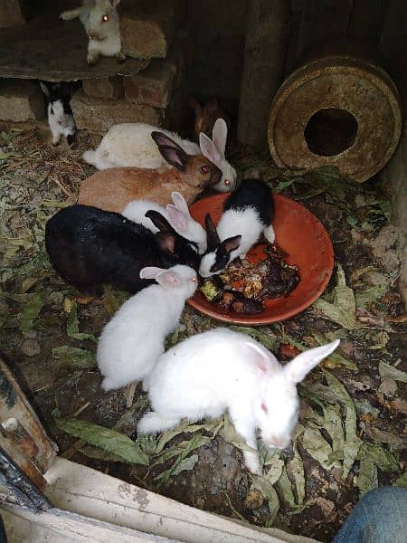 rabbit breeders and babies 3