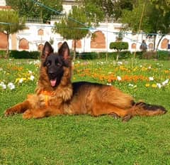 German shepherd Male Dog | German shepherd Long Coat Dog For Sale