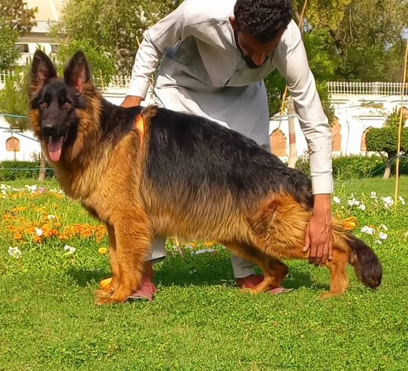 German shepherd Male Dog | German shepherd Long Coat Dog For Sale 2