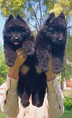 Black German shepherd Puppies | Gsd Dog | German shepherd pair