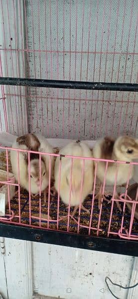 peacock chicks available for sale 3