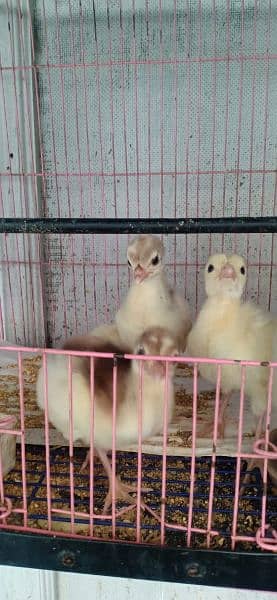 peacock chicks available for sale 6