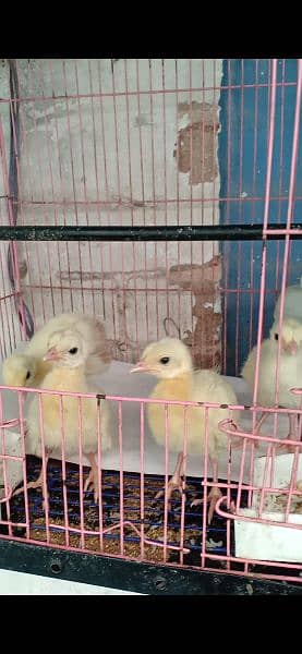 peacock chicks available for sale 7