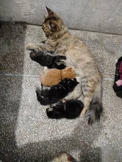 4 Persian cat's, one Brown and 3 black
