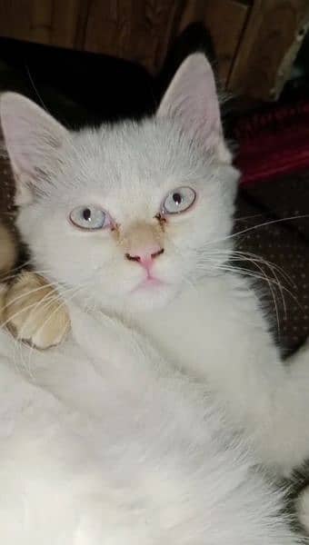 persian kitten for sale 2