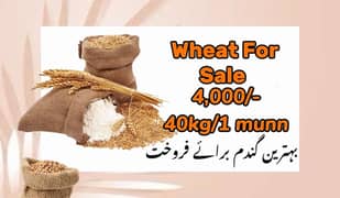 wheat/kanak for sale