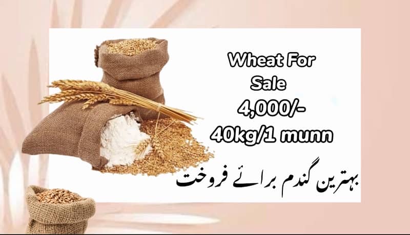 wheat/kanak for sale 1