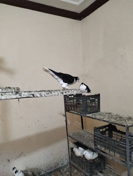 piegon for sale sharazi and black tail and Red tail available 6