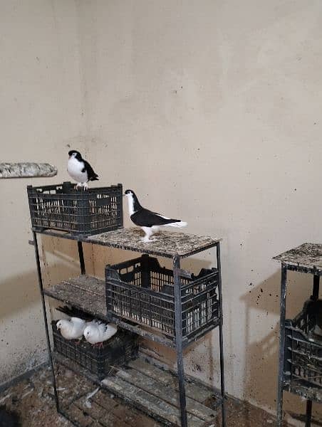 piegon for sale sharazi and black tail and Red tail available 9