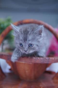 Grey/ Gray Persian Kitten