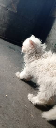 Persian kitten white , blue eyed