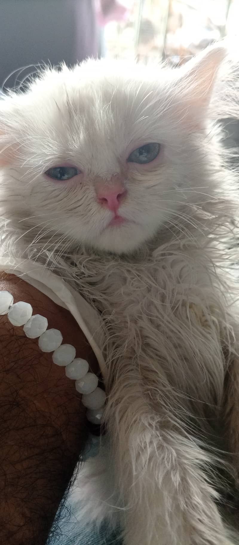 Persian kitten white , blue eyed 1