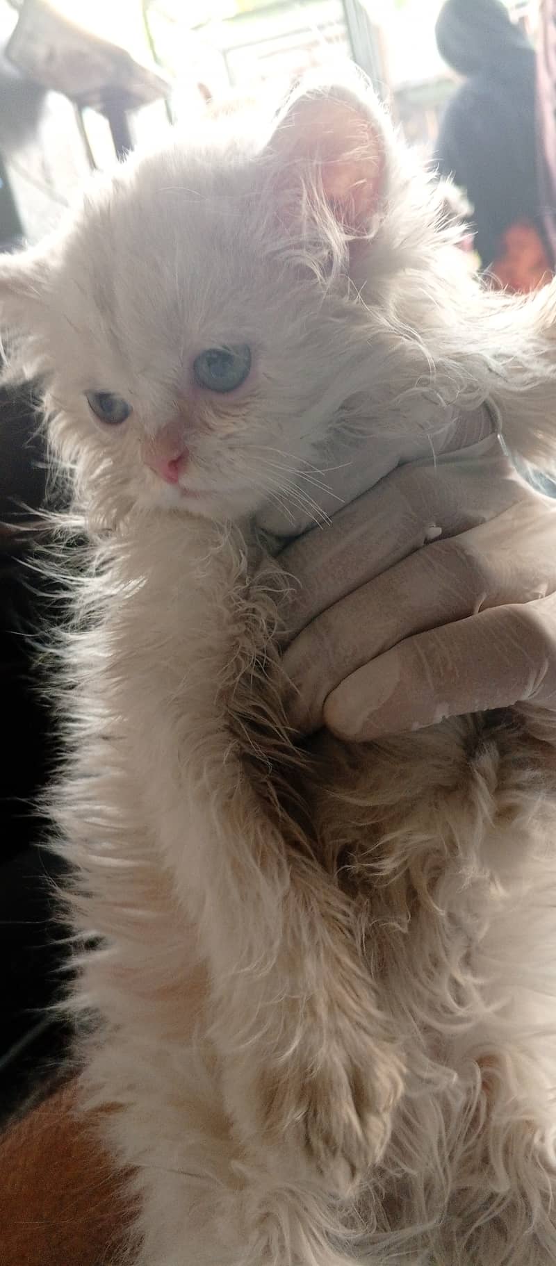 Persian kitten white , blue eyed 2