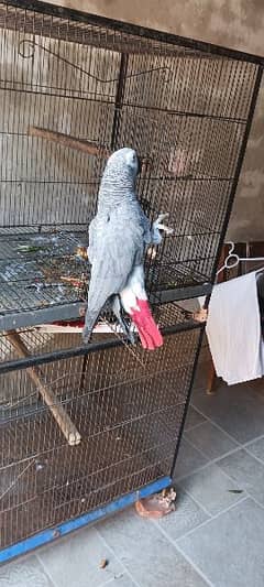 African gray parrot male adult ha pair ka leya be ACHA h