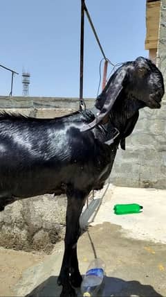 Goats Bakra