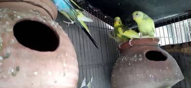 Mashallah young parrots