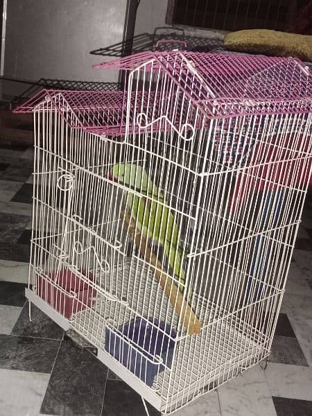 raw parrot for sale 0