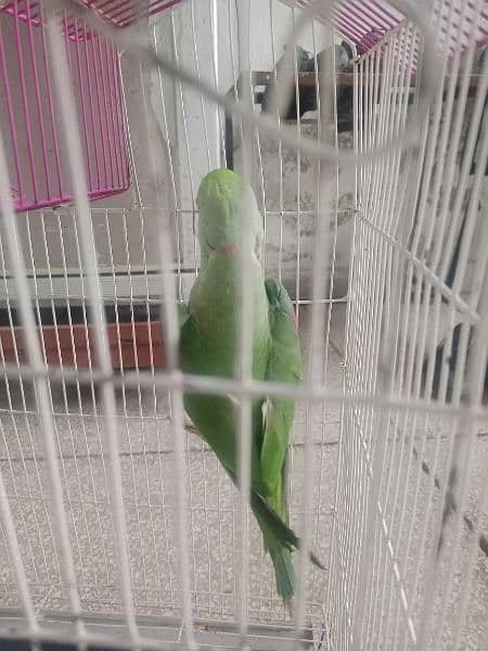 raw parrot for sale 1
