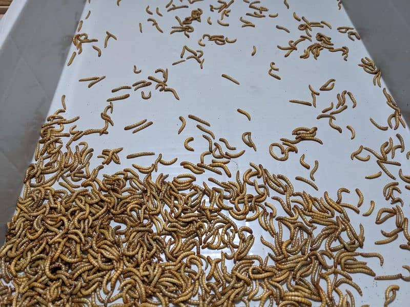 live mealworms available at cheap price 0