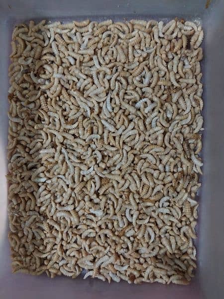 live mealworms available at cheap price 3