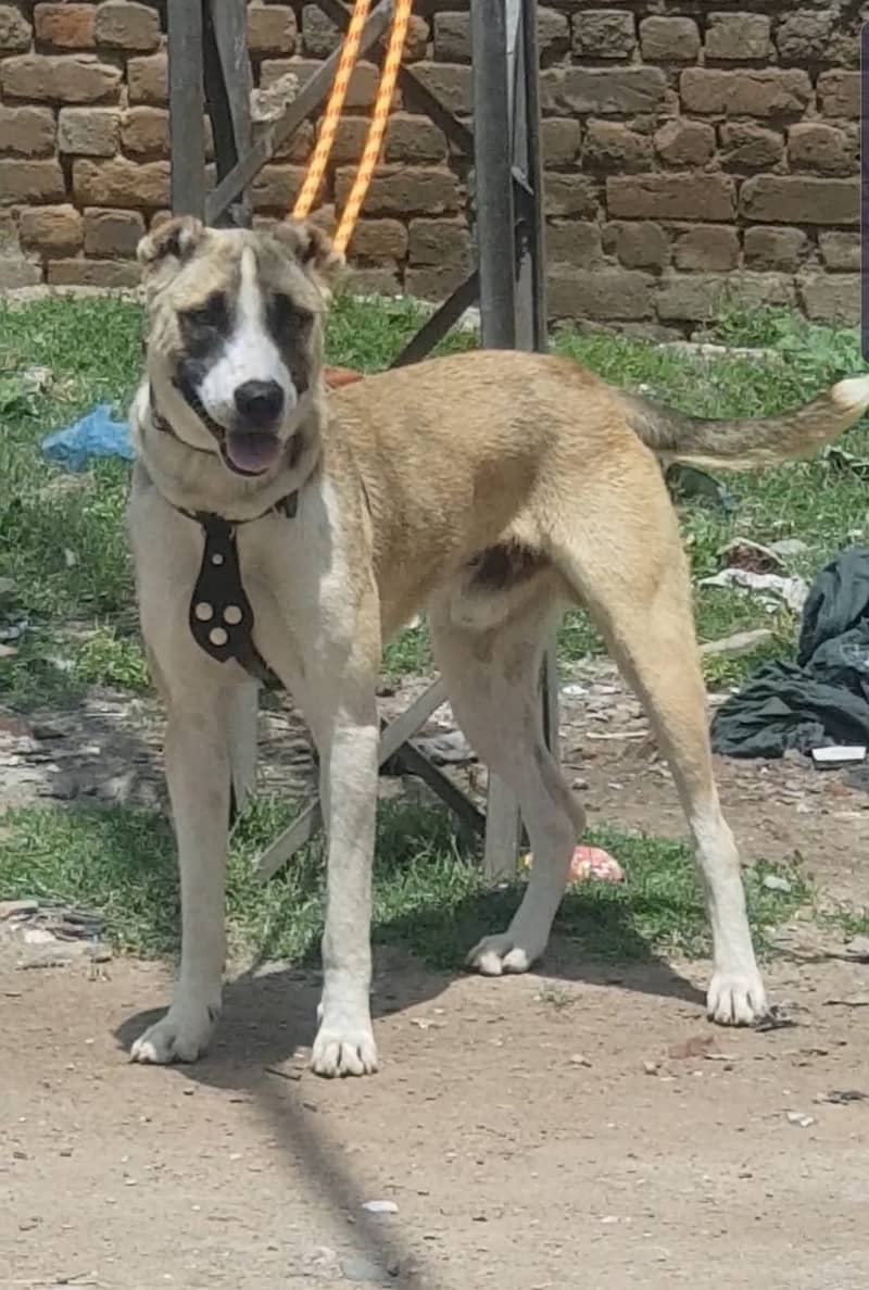 Afghan kochi Dog | security Dog For sale 0