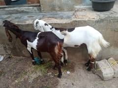 I am selling my goats 03132361884