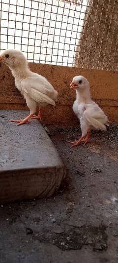 white Heera aseel chicks for sale