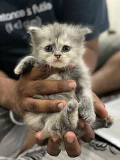 Persian 3ripel Coted Kitten