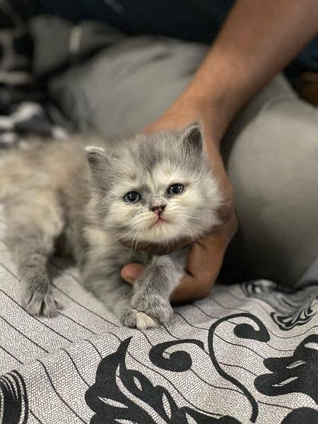 Persian 3ripel Coted Kitten 1