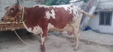 desi cow bhtreen nasal 10kg milk bhtreen nasal with wachi