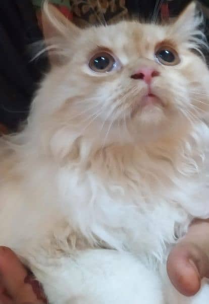 Persian Kitten 4