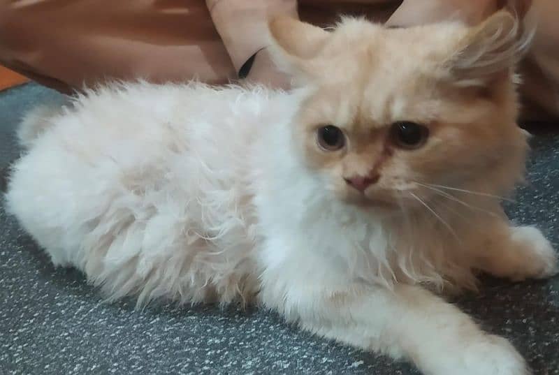 Persian Kitten 8