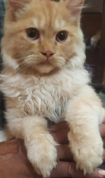 Persian Kitten 9
