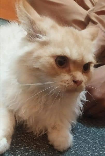 Persian Kitten 10