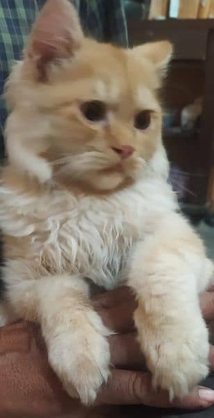 Persian Kitten 12