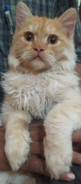 Persian Kitten 13