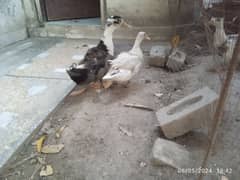 duck pair for sale. egg laying.