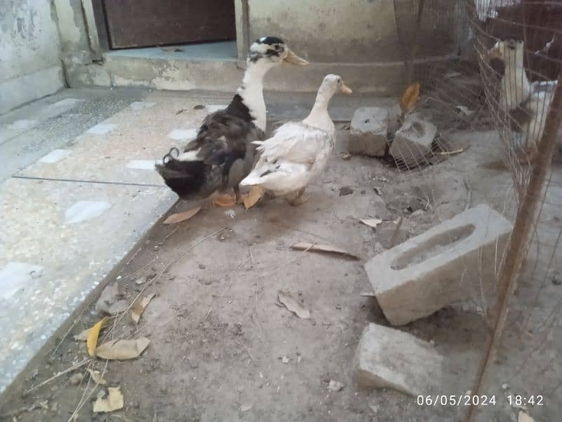 duck pair for sale. egg laying. 0