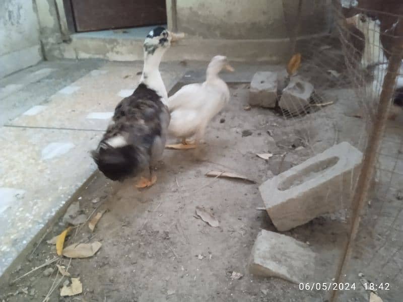duck pair for sale. egg laying. 1