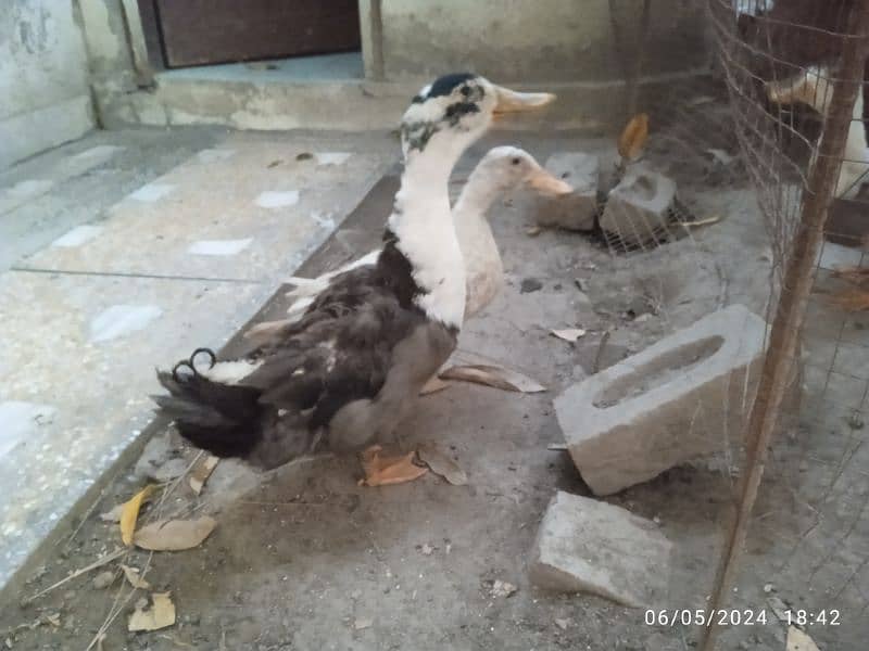 duck pair for sale. egg laying. 2