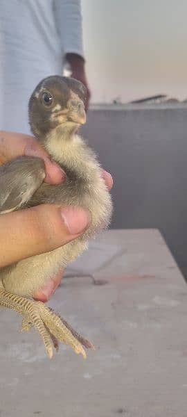 Thai necklocker chicks 7