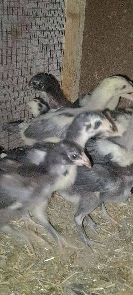 Thai necklocker chicks 12