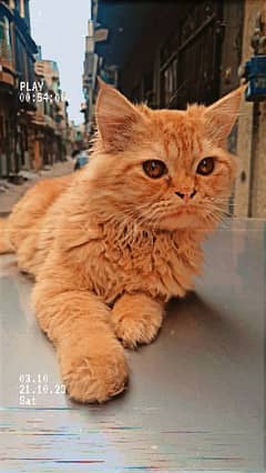 PERSIAN CAT 11 MONTHS TRIPLE COOT